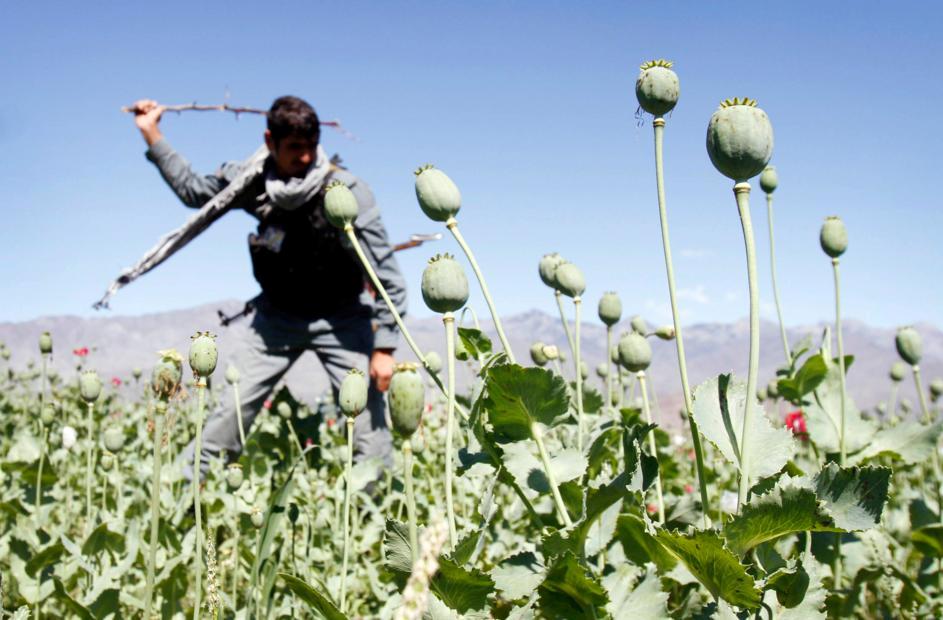 The Washington Post reveals CIA’s secret plan to undermine heroin production in Afghanistan
