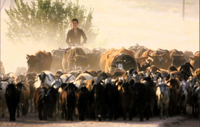 ADB approves $17 million grant to digitalize livestock farming in Tajikistan