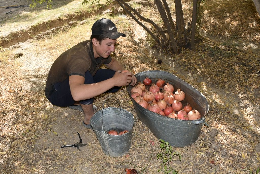 Tajikistan expands pomegranate plantations amid rising yields