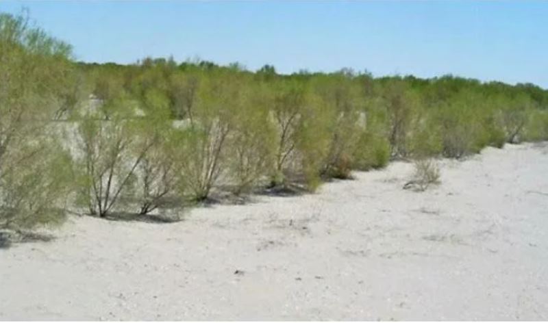 Tajikistan plants saxaul on hundreds of hectares to protect against dust storms