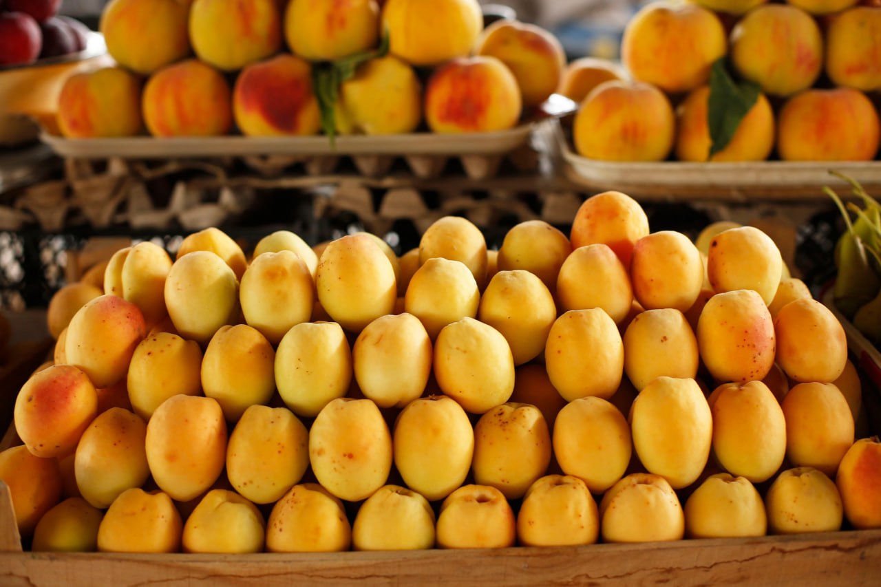 FAO to support sustainable apricot production in Tajikistan