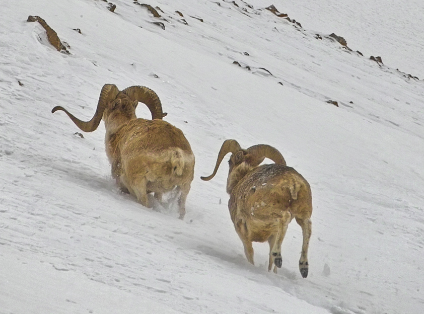 Tajikistan sets hunting quotas for Red Book species for 2026–2027