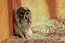 Полиэтиленовые пакеты ежегодно убивают сотни птиц и животных