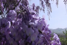 Тысячу сомони за штуку: кто выращивает самые дорогие цветы Таджикистана?