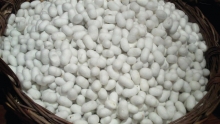 Tajik state-run cocoon-breeding enterprise passed into private hands