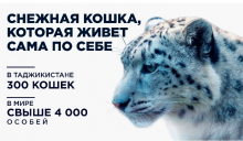 Милота: Снежные барсы любят кататься с горок и совсем не умеют рычать
