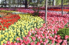 Гулхои Душанбе. Более 7 млн. цветов украсили столицу