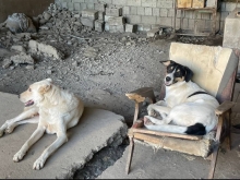 Они виновны лишь в том, что лают. В Душанбинском приюте собак травят в третий раз, но отравитель не наказан