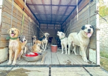 Около 200 собак крупнейшего приюта в Душанбе едва не оказались на улице. Им срочно нужен новый дом