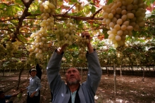 Яйца, фрукты и мясо: какой продукции в 2025 году в Таджикистане было произведено больше всего