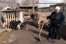 «Я буду биться до последнего». Как таджикская зоозащитница спасает приют для собак