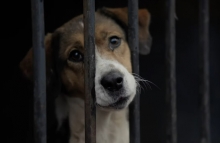 Казахстанский режиссер выпустил документальный фильм о защите животных